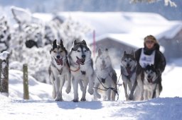 Lenk 2013